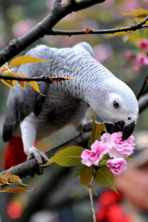 鹦鹉与花