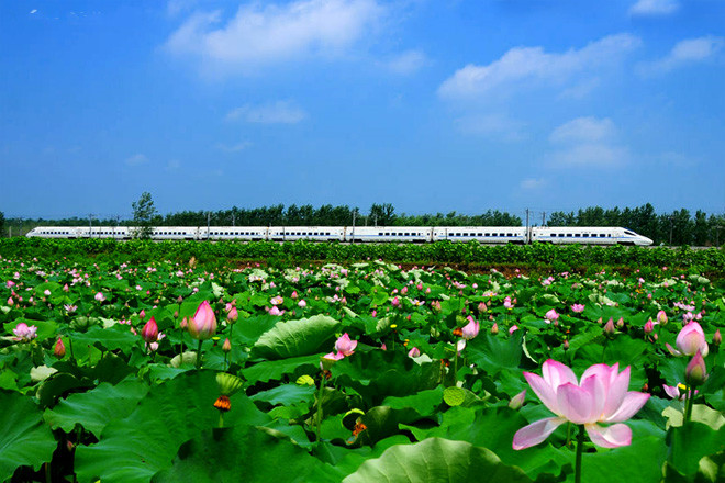 铁路与荷花
