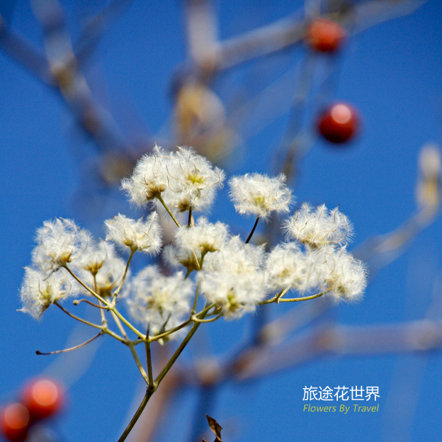 铁线莲花的图片