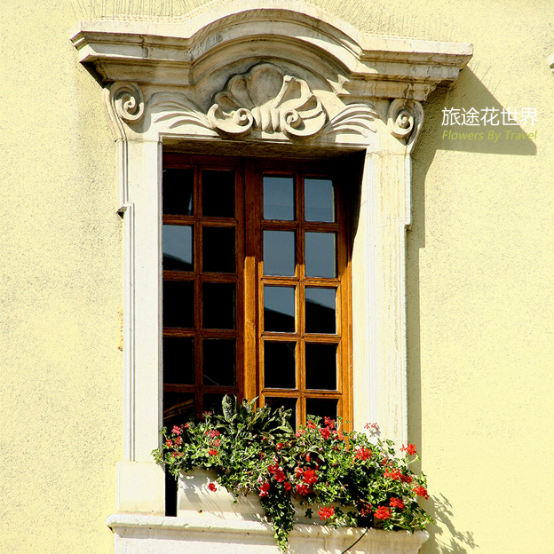 漂亮的窗台花卉