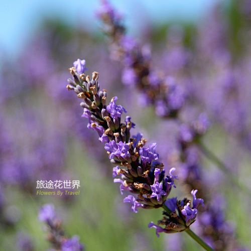 美丽的薰衣草
