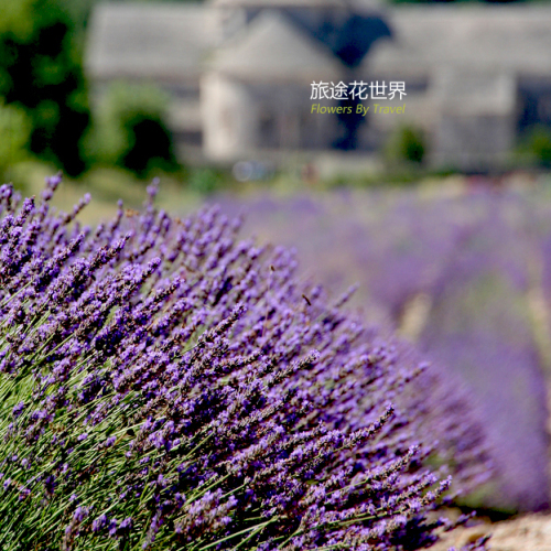 薰衣草花