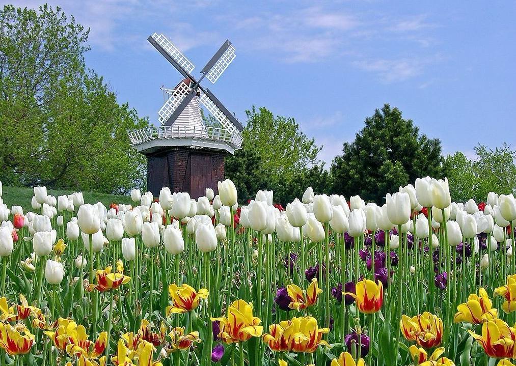 库肯霍夫郁金香公园