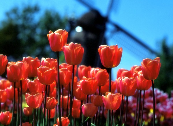 库肯霍夫郁金香花园