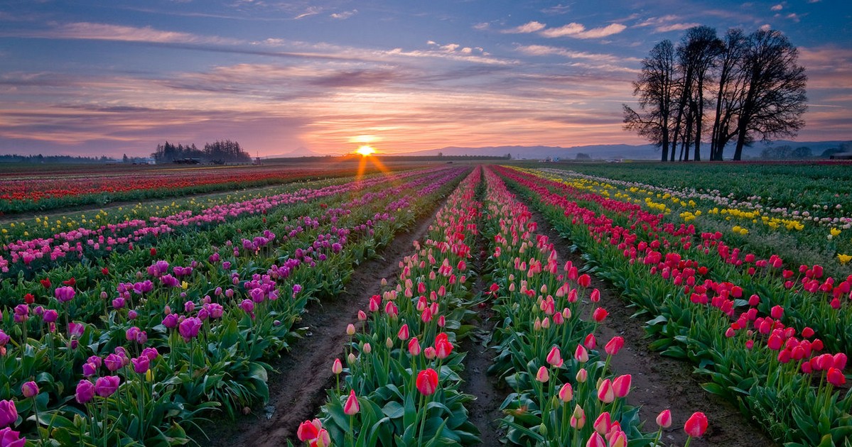 库肯霍夫郁金香公园