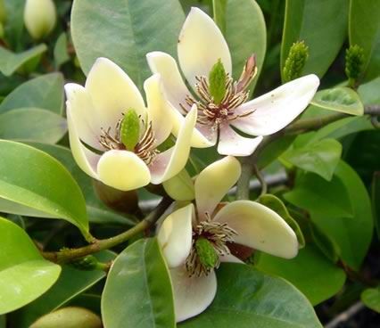 美丽的含笑花 美丽的含笑花