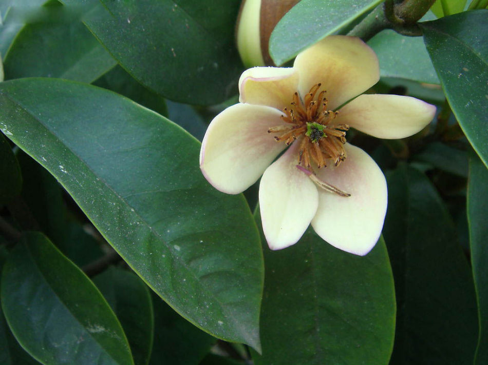 含笑花的样子 含笑花的样子