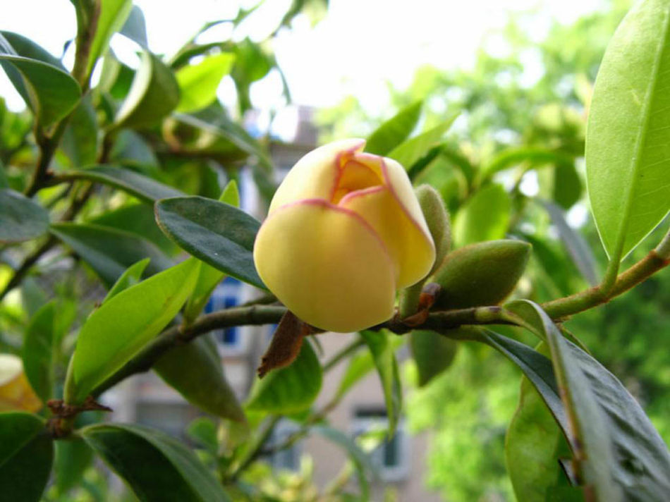 含笑开花 含笑开花