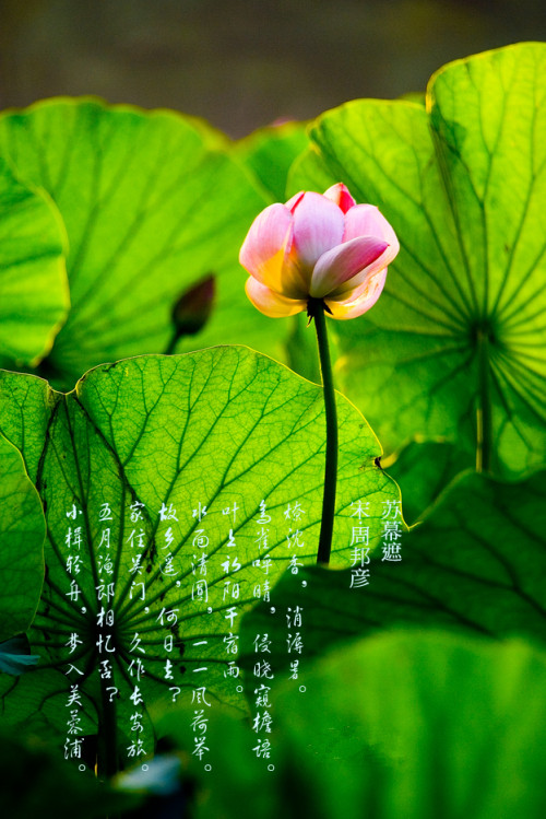 荷花别称菡萏