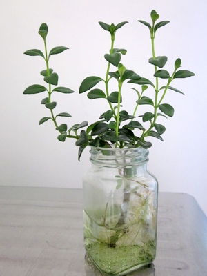 金鱼吊兰无土栽培