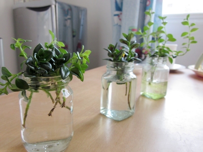 金鱼吊兰水培种植