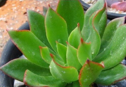 多肉植物观音莲