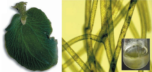 植物与动物大战